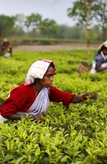 brahmaputra, assam, mahabaahu, muga, cruise, jorhat