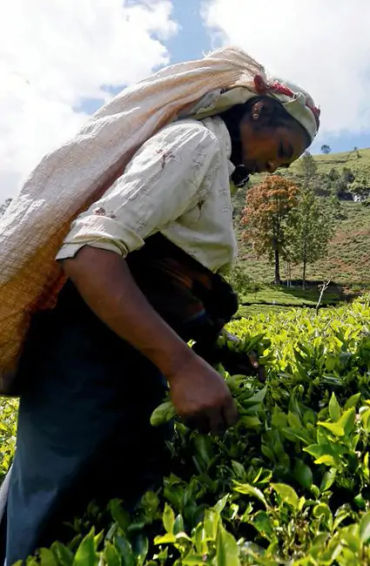 brahmaputra, assam, mahabaahu, muga, cruise, jorhat