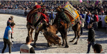  Selçuk Efes Camel