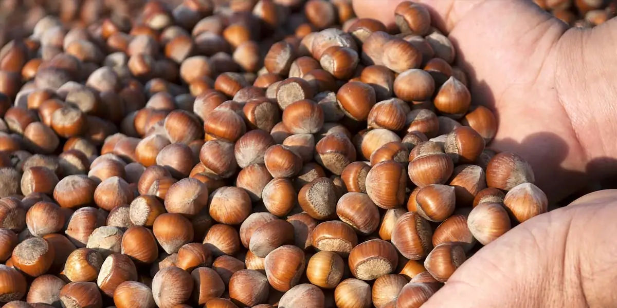  largest hazelnut