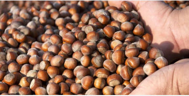 largest hazelnut