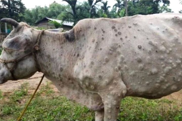 Scientists Of National Horse Research Center Of Hisar Develop Vaccine For Lumpy Skin Disease