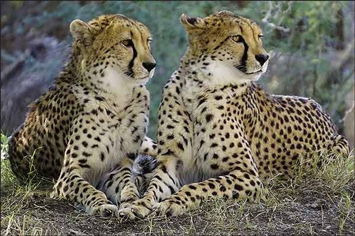 8 cheetahs being brought from Africa will reach India by August 15