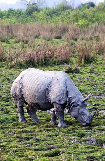 manchester, assam, mekhela chadors, gamosas, kamrup