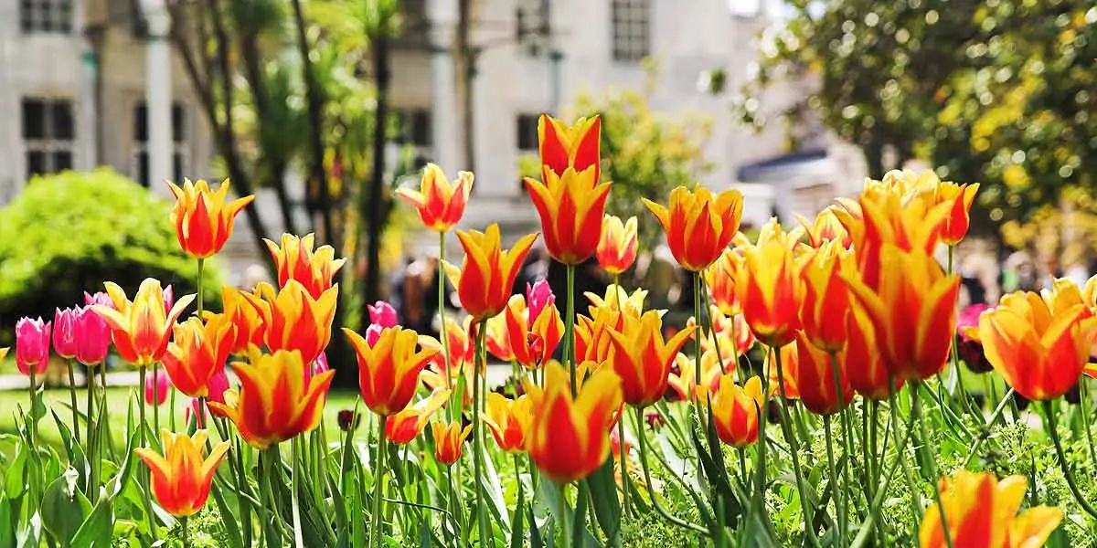 Tulips
