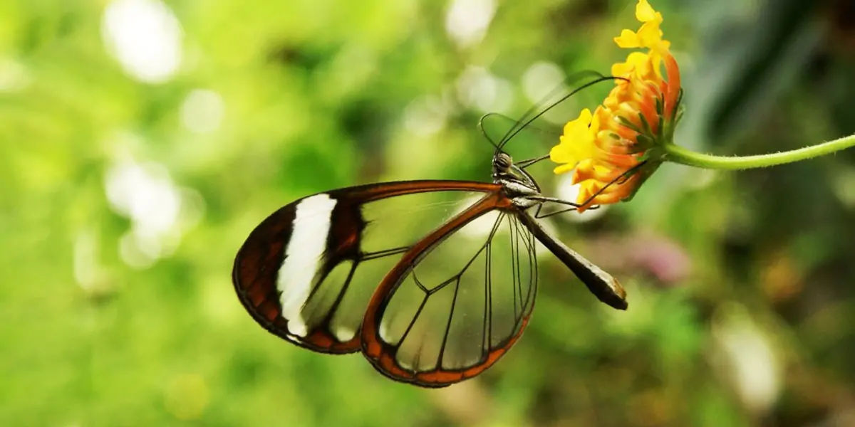 butterfly, chitin, protein, insect exoskeleton, translucent