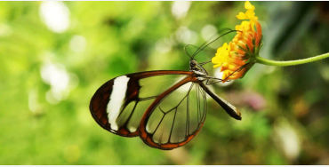 butterfly, chitin, protein,  insect exoskeleton, translucent