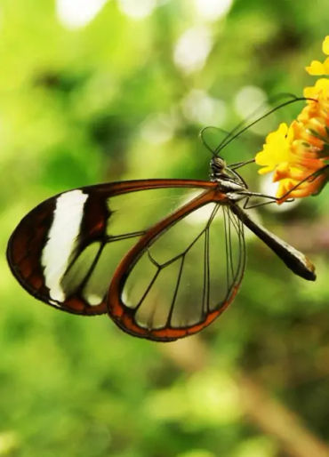 butterfly, chitin, protein,  insect exoskeleton, translucent