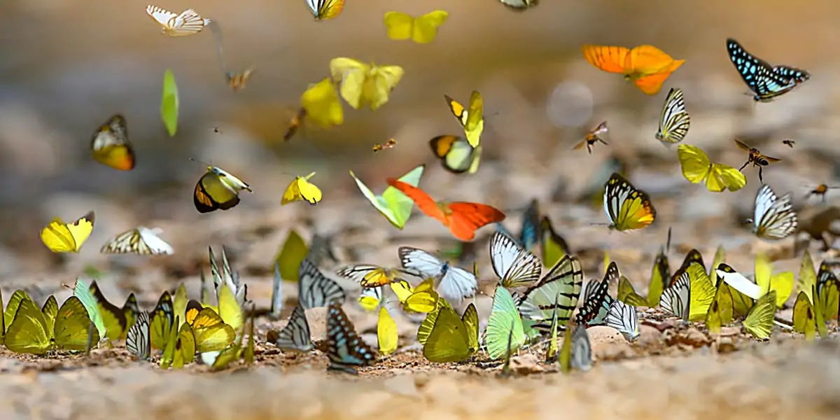 butterfly, chitin, protein,  insect exoskeleton, translucent