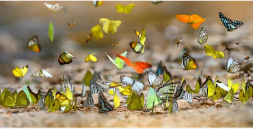 butterfly, chitin, protein,  insect exoskeleton, translucent