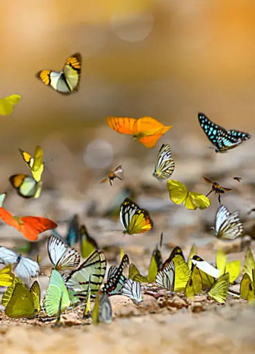 butterfly, chitin, protein,  insect exoskeleton, translucent