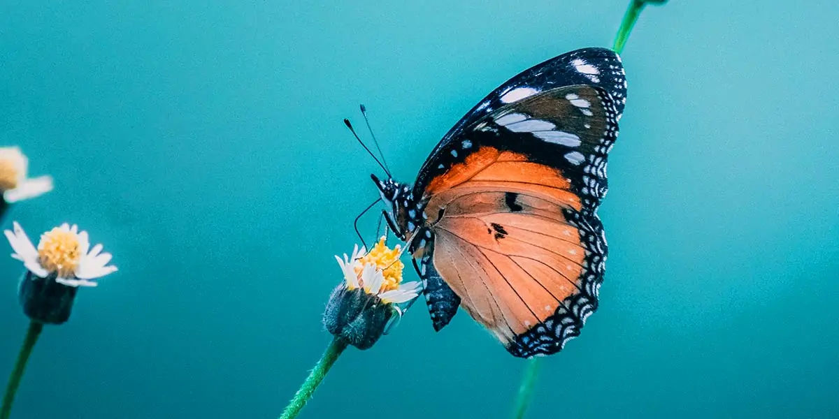 butterfly, chitin, protein, insect exoskeleton, translucent