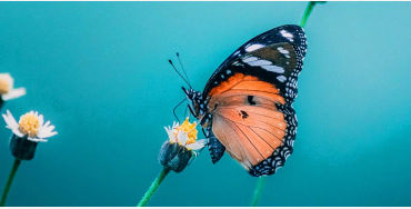butterfly, chitin, protein,  insect exoskeleton, translucent