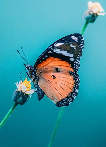 butterfly, chitin, protein,  insect exoskeleton, translucent