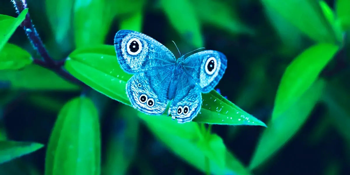 butterfly, chitin, protein, insect exoskeleton, translucent