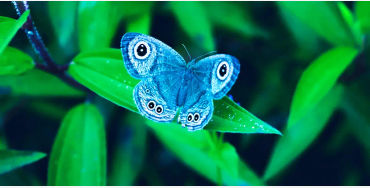 butterfly, chitin, protein,  insect exoskeleton, translucent