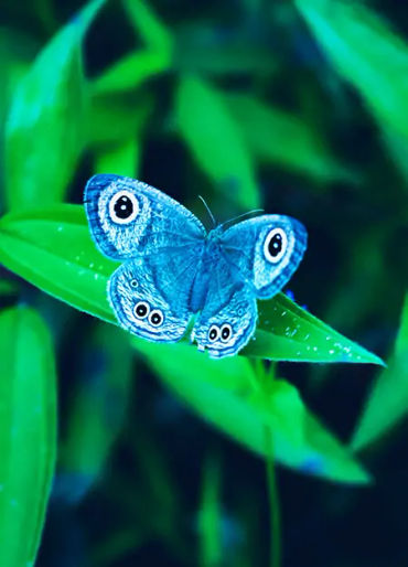 butterfly, chitin, protein,  insect exoskeleton, translucent