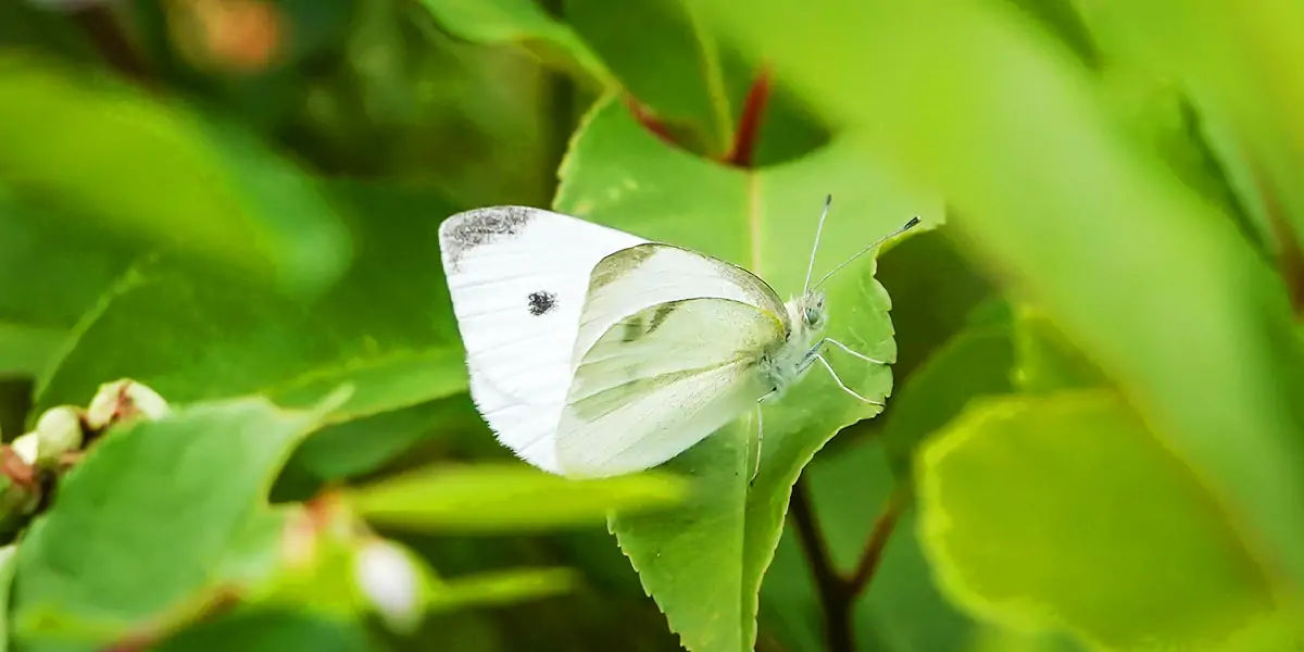 butterfly, chitin, protein,  insect exoskeleton, translucent