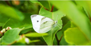 butterfly, chitin, protein,  insect exoskeleton, translucent