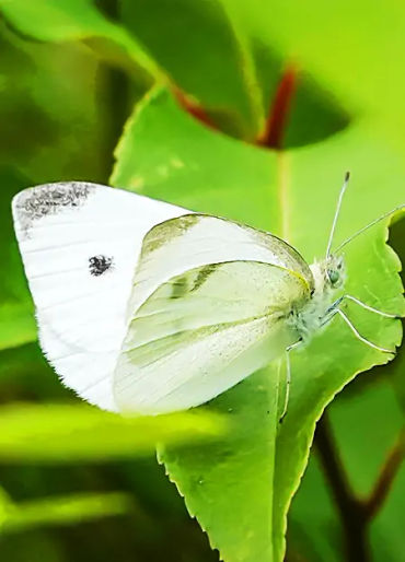 butterfly, chitin, protein,  insect exoskeleton, translucent