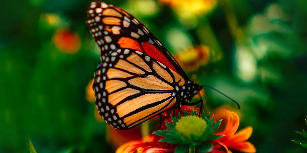 butterfly, chitin, protein,  insect exoskeleton, translucent