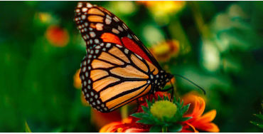 butterfly, chitin, protein,  insect exoskeleton, translucent