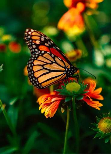 butterfly, chitin, protein,  insect exoskeleton, translucent