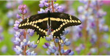 butterfly, chitin, protein,  insect exoskeleton, translucent