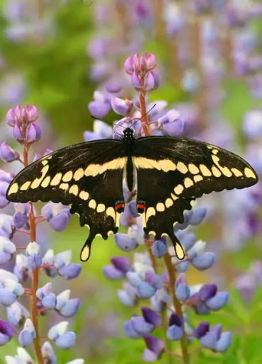 butterfly, chitin, protein,  insect exoskeleton, translucent