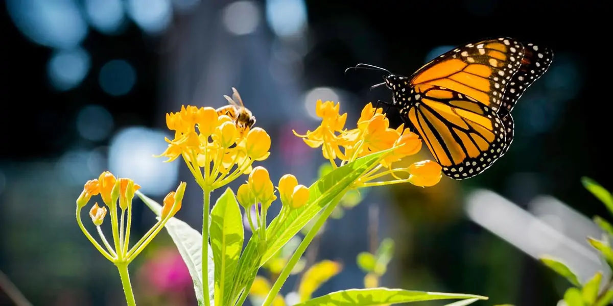 butterfly, chitin, protein, insect exoskeleton, translucent