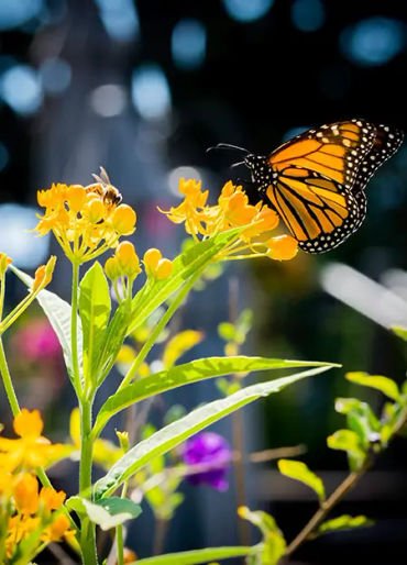 butterfly, chitin, protein,  insect exoskeleton, translucent