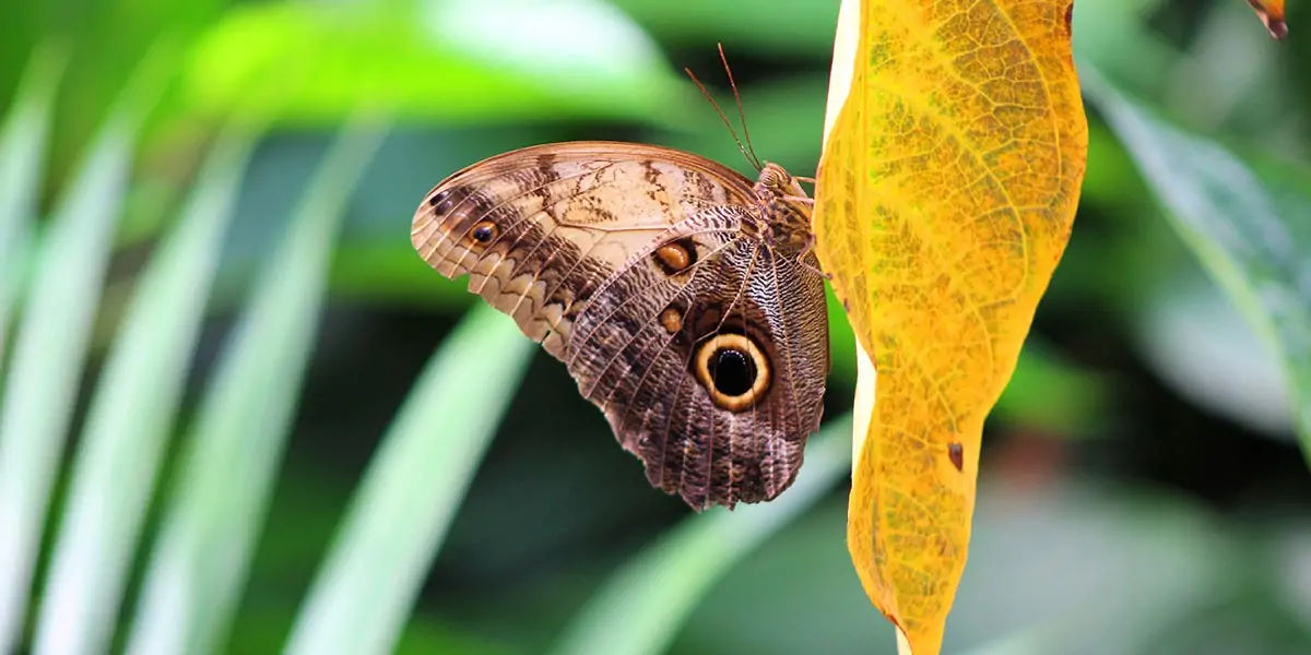 butterfly, chitin, protein,  insect exoskeleton, translucent