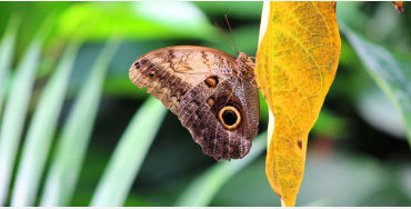 butterfly, chitin, protein,  insect exoskeleton, translucent