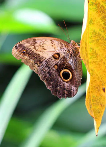 butterfly, chitin, protein,  insect exoskeleton, translucent