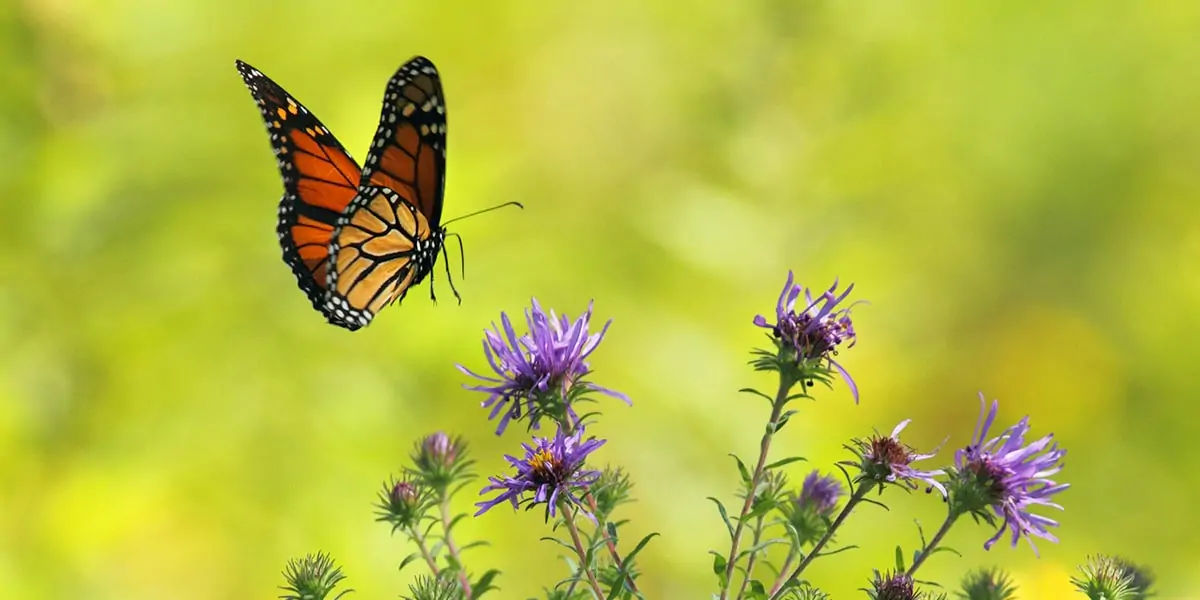 butterfly, chitin, protein,  insect exoskeleton, translucent