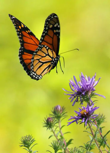 butterfly, chitin, protein,  insect exoskeleton, translucent