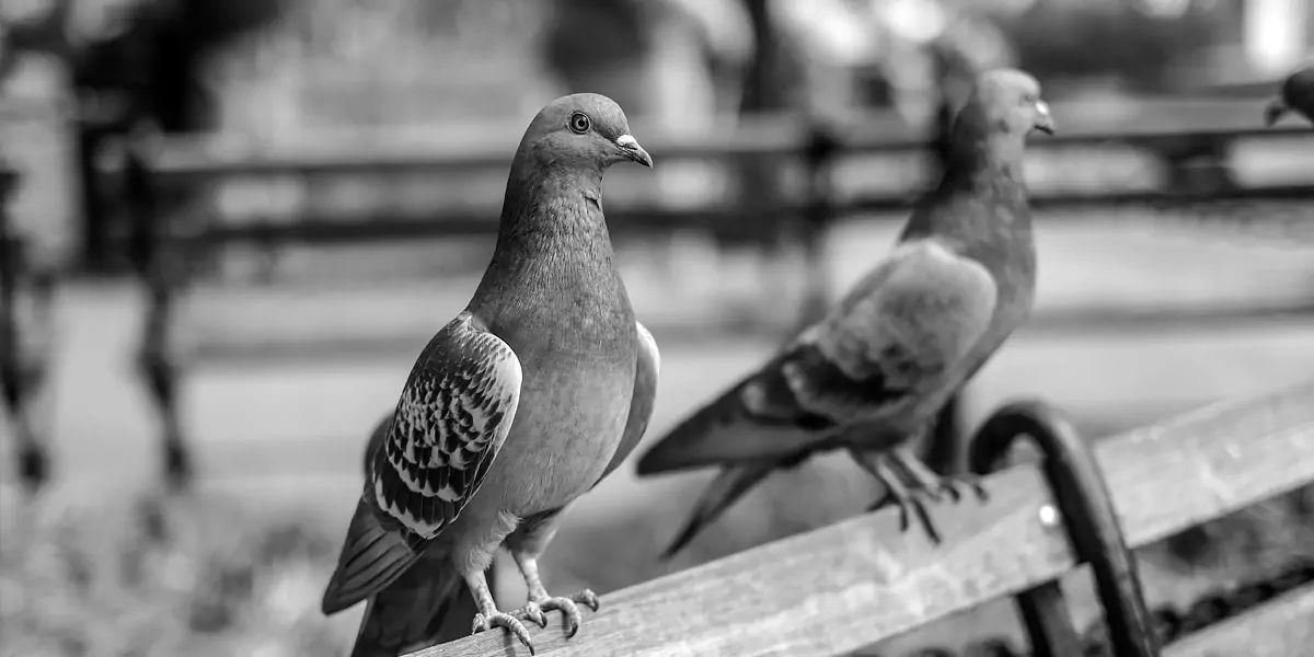 Pigeons, Mesopotamian, hypothesis, domesticated, Scientists