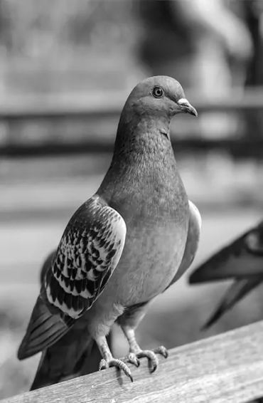Pigeons, Mesopotamian, hypothesis, domesticated, Scientists