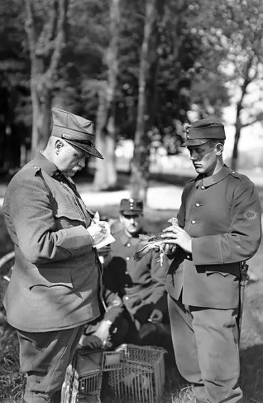 Pigeons, Mesopotamian, hypothesis, domesticated, Scientists