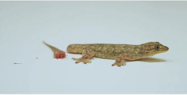 lizard, reptile,  tail, autonomy, species