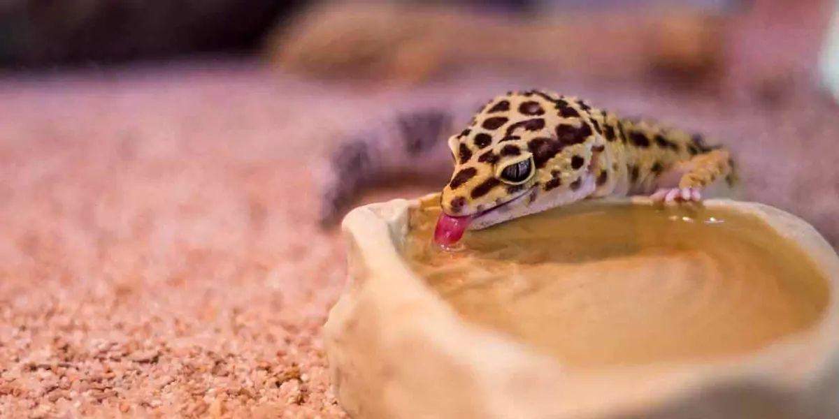lizard, reptile,  tail, autonomy, species