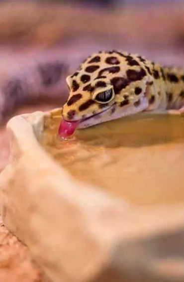 lizard, reptile,  tail, autonomy, species