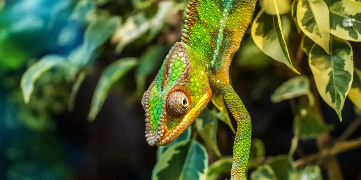 lizard, reptile,  tail, autonomy, species