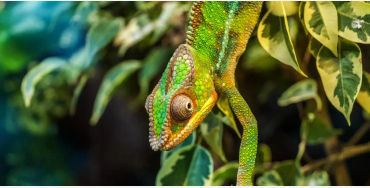 lizard, reptile,  tail, autonomy, species