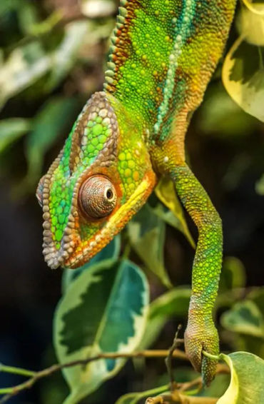 lizard, reptile,  tail, autonomy, species