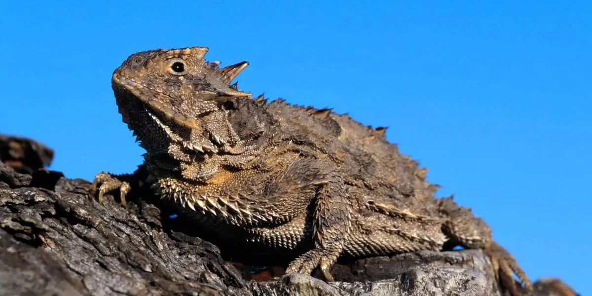 lizard, reptile, tail, autonomy, species