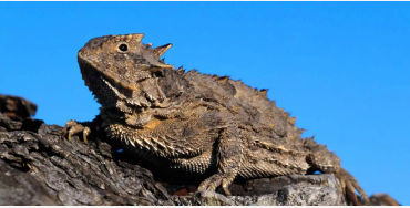lizard, reptile,  tail, autonomy, species