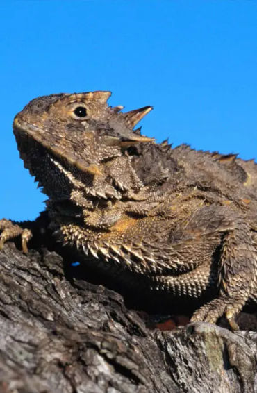 lizard, reptile,  tail, autonomy, species