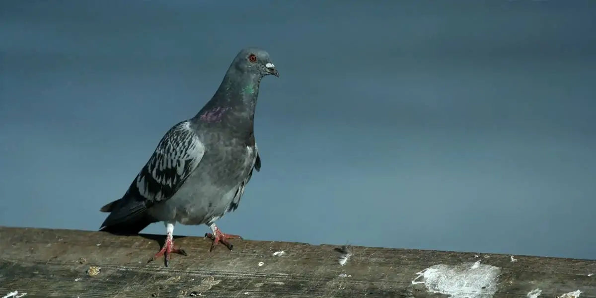 Pigeons, Mesopotamian, hypothesis, domesticated, Scientists