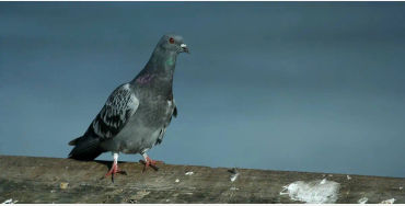 Pigeons, Mesopotamian, hypothesis, domesticated, Scientists